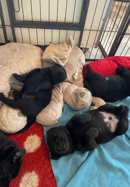 Foto bij De Nibbeltjes – Verhuizing
