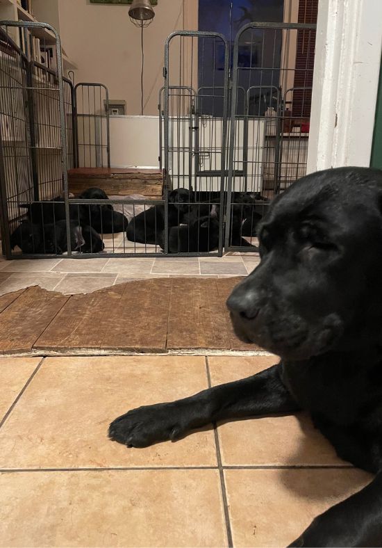 Foto bij De Nibbeltjes – Verhuizing