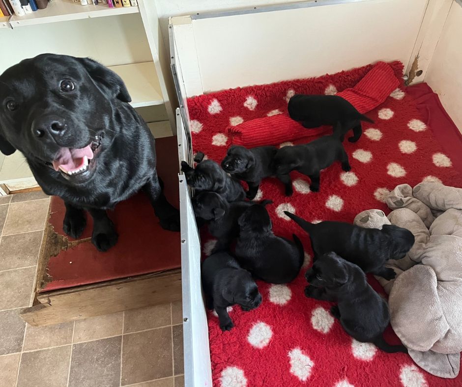 Foto bij De Nibbeltjes – “Papa dag”