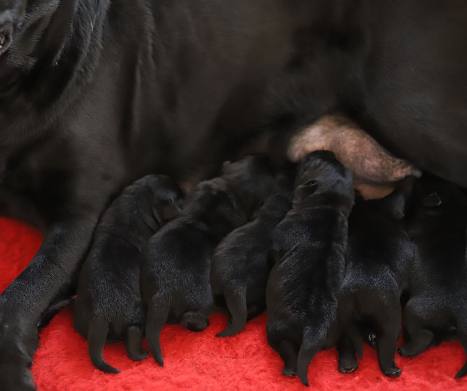 Foto bij Feest! Pups geboren