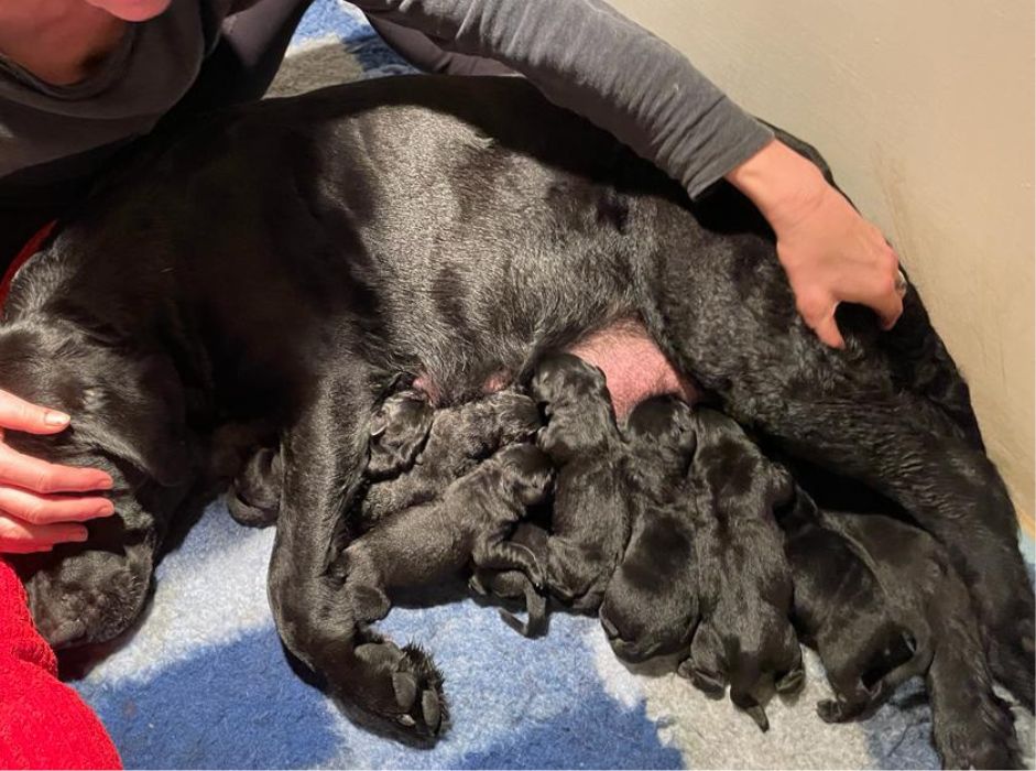 Foto bij Feest! Pups geboren