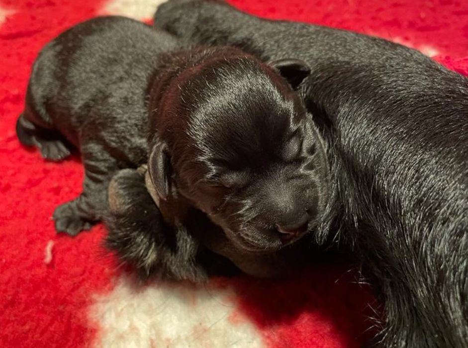 Foto bij Feest! Pups geboren