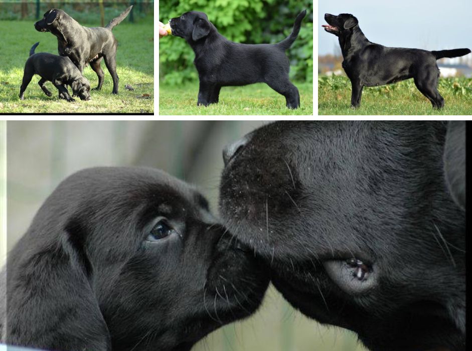 Foto bij Feest! Pups geboren