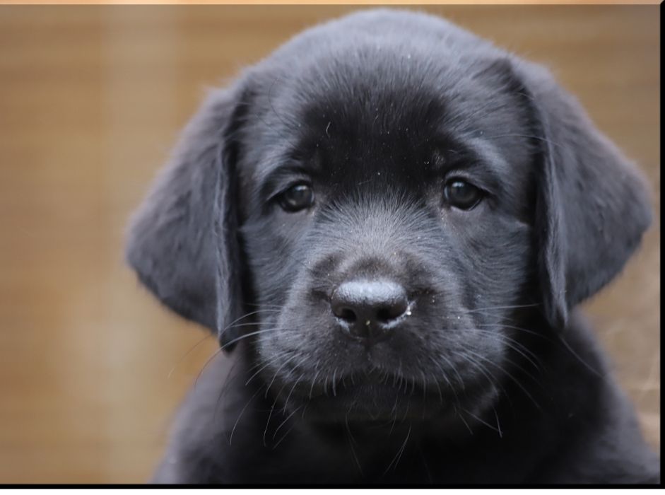 Foto bij Feest! Pups geboren
