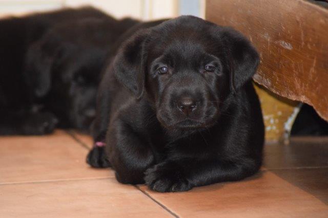 Een Labradorpup ligt onder een stoel
