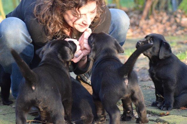 Knuffelen met de Labradorpups