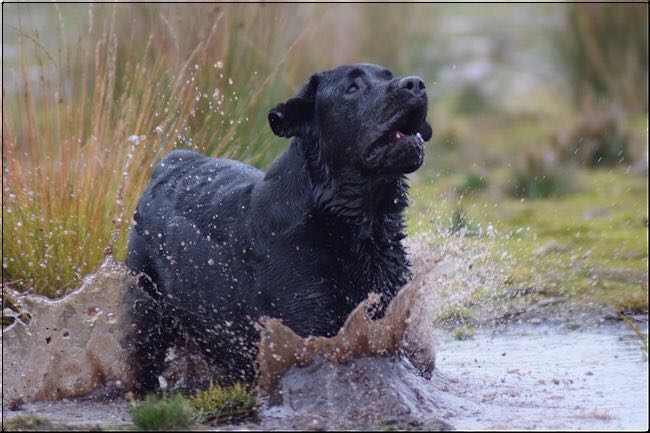 Een Labrador rent door opspattend water