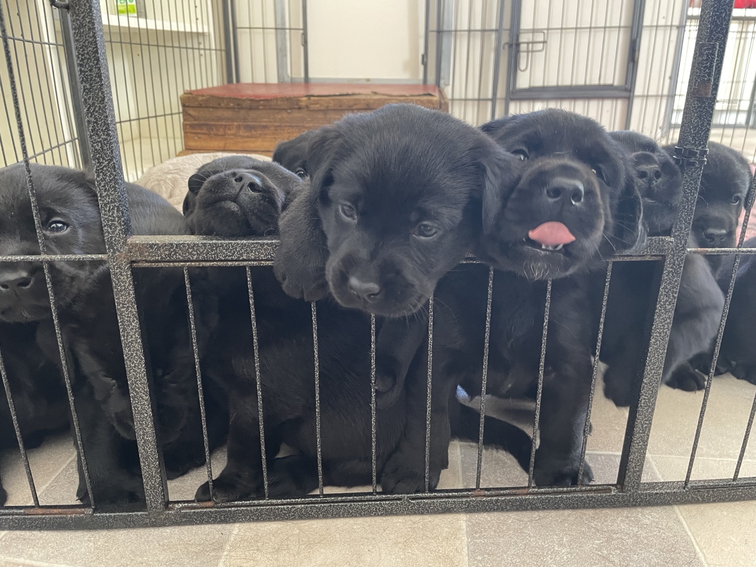 Een groep nieuwsgierige Labradorpups bij het puppyhek