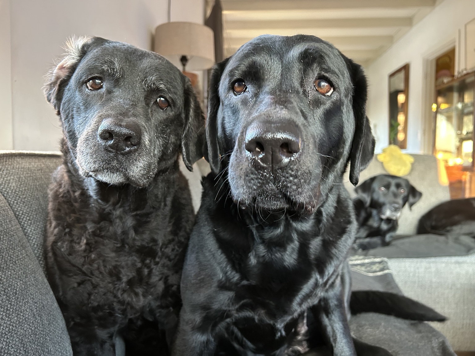 Twee Labradors kijken samen in de camera