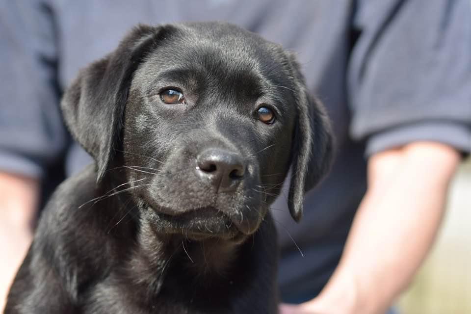 Een zwarte Labradorpup wordt vastgehouden
