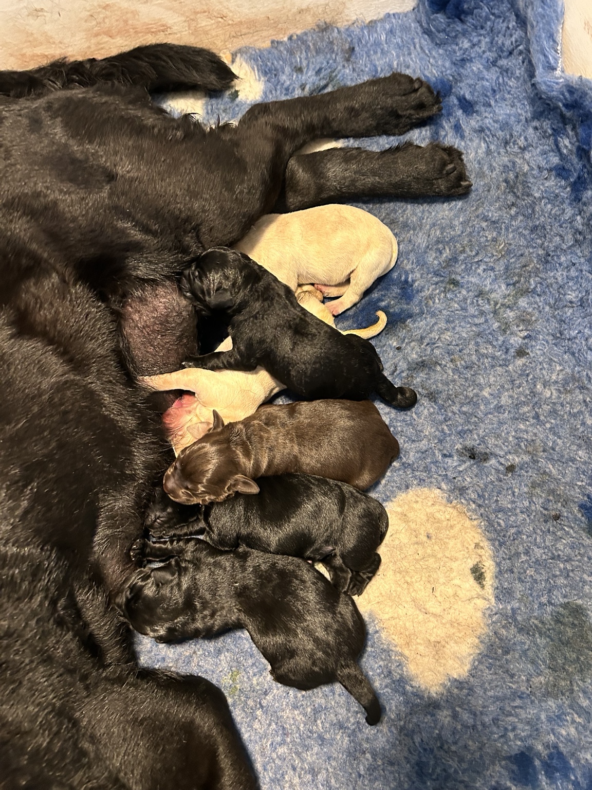 Een moederhond met drinkende pups