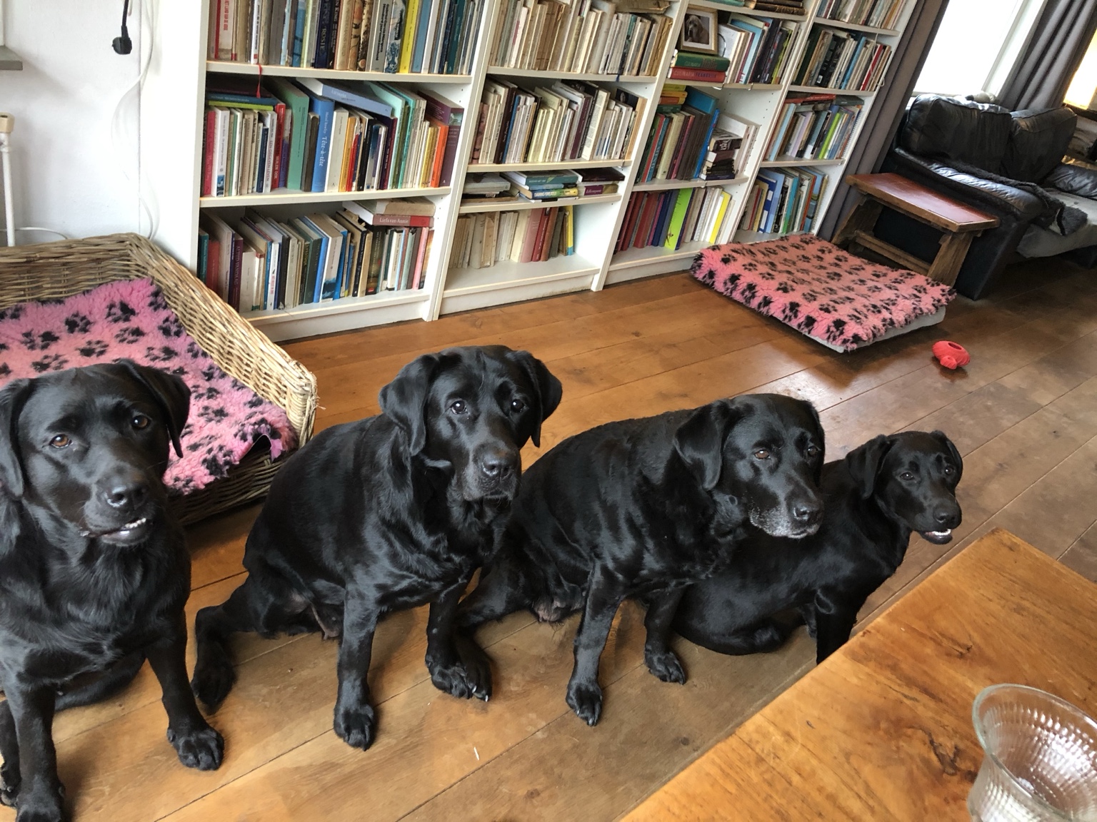 Vier Labradors samen in de woonkamer
