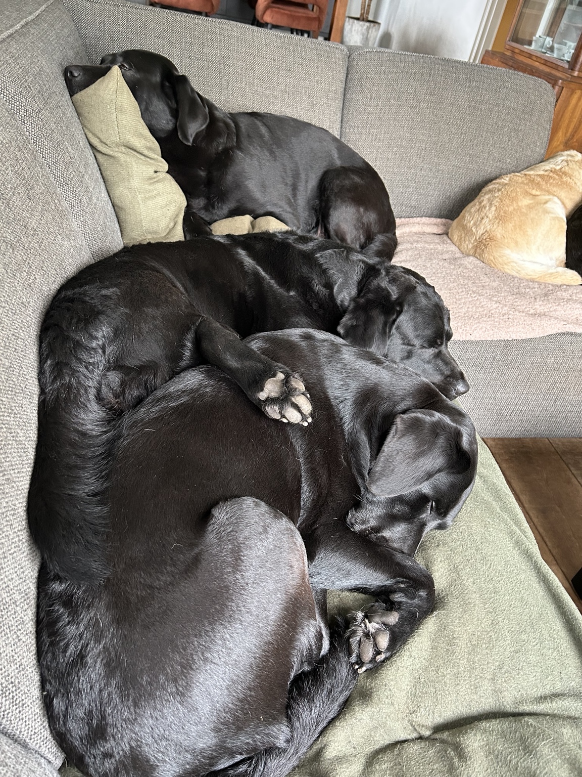 Labradors slapen samen op de bank