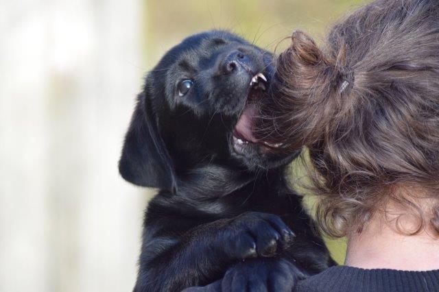 Een pup speelt met het haar van een persoon