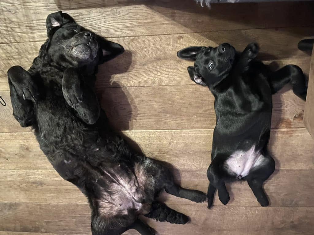 Een volwassen zwarte Labrador en een zwarte pup liggen ontspannen op hun rug op de houten vloer